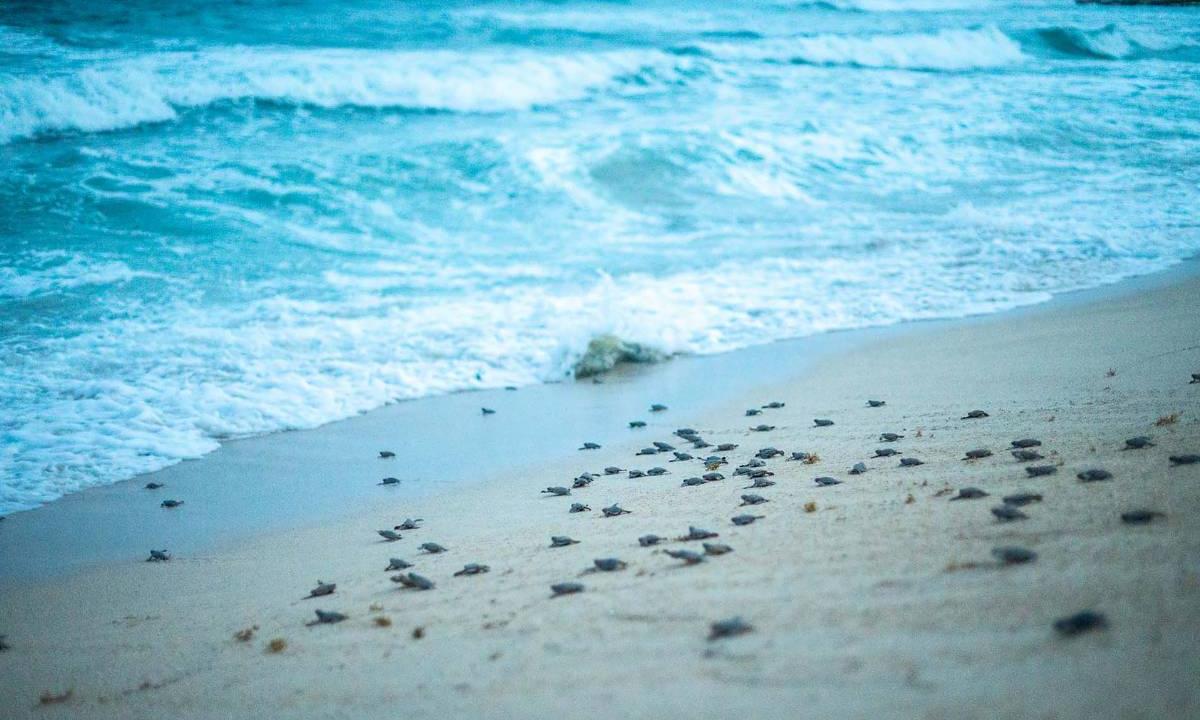 Actividades Grand Sirenis Riviera Maya Resorts & Spa Tulum Actividades Grand Sirenis Riviera Maya Resorts & Spa Tulum