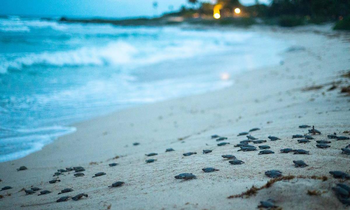 Actividades Grand Sirenis Riviera Maya Resorts & Spa Tulum Actividades Grand Sirenis Riviera Maya Resorts & Spa Tulum